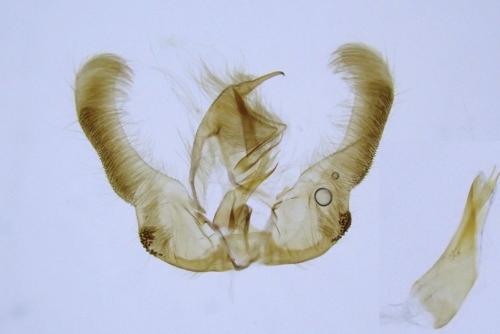 Réf. 305 288 : Epinotia caprana